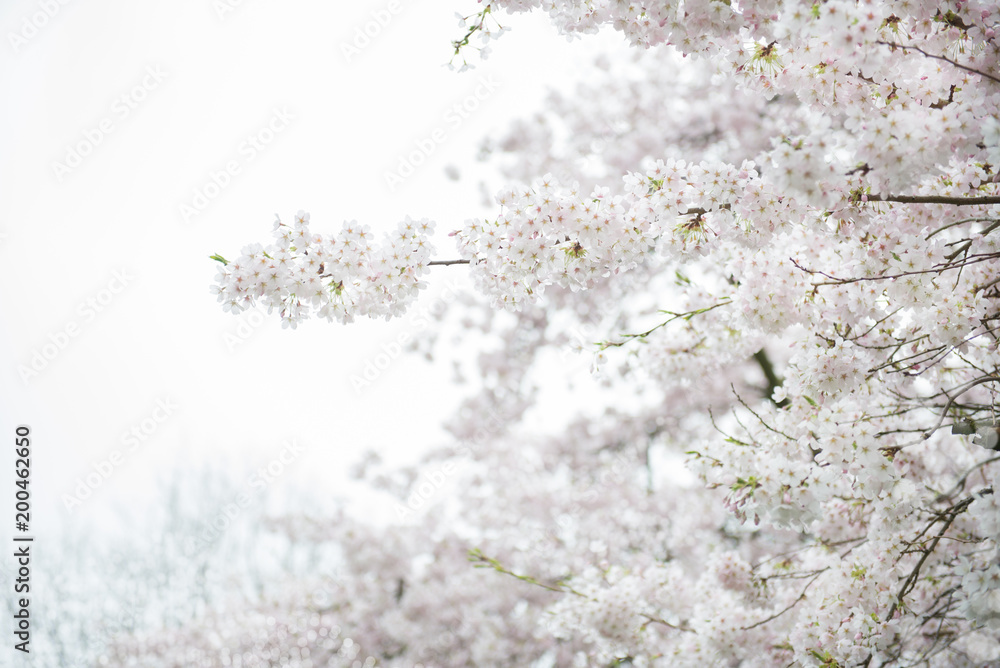White Blossom Cherry Tree during Spring Season White Blossom Cherry Tree during Spring Season