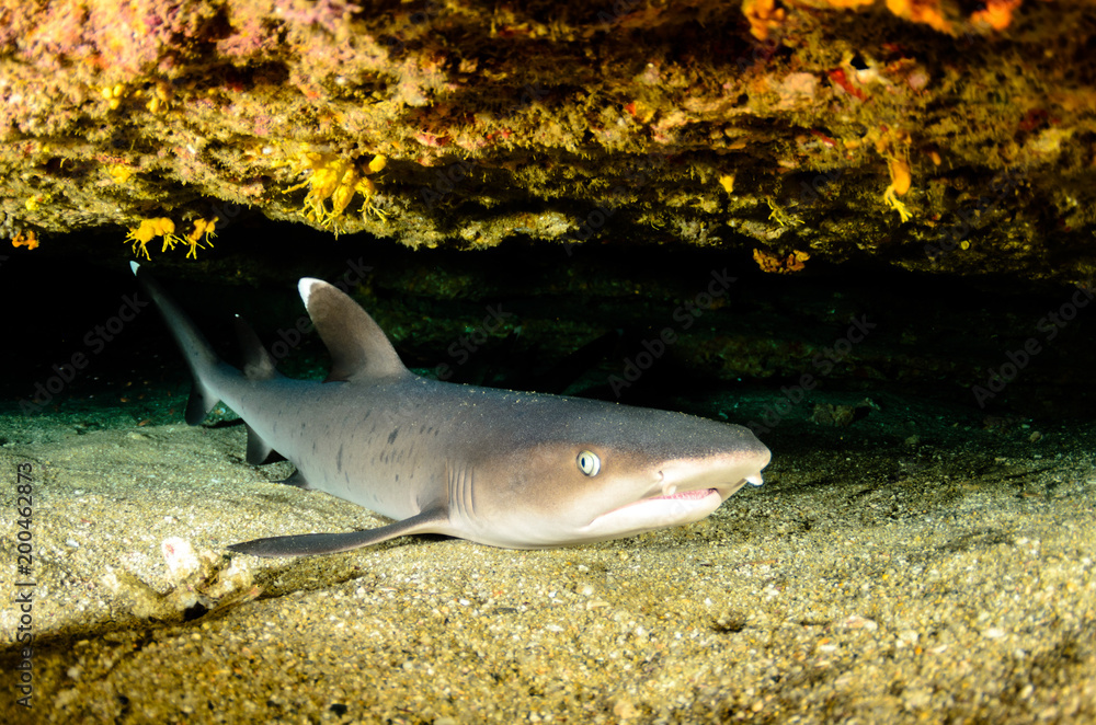 Fototapeta premium Whitetip reef Shark (triaenodon obesus). reefs of the Sea of Cortez, Pacific ocean. Cabo Pulmo, Baja California Sur, Mexico. The world's aquarium.