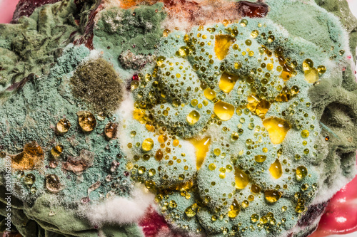growth of green mold on food, spread of fungi, close-up abstract background