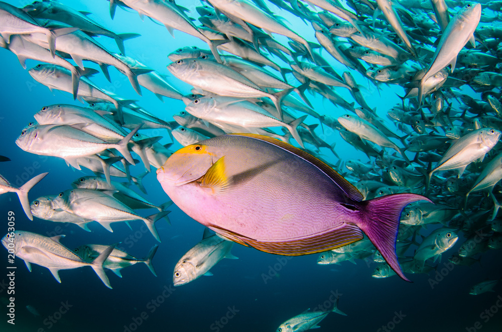 Obraz premium (Acanthurus xanthopterus) Yellowfin or purple Surgeonfish in a shipwreck. reefs of the Sea of Cortez, Pacific ocean. Cabo Pulmo, Baja California Sur, Mexico. Cousteau named it The world's aquarium.