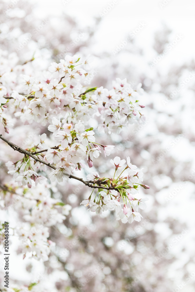 White Blossom Cherry Tree during Spring Season