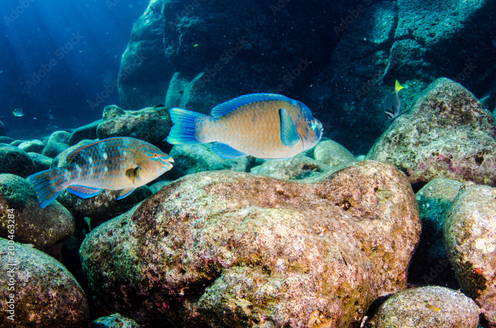 Fototapeta premium (Scarus compressus), Azure parrotfish, feeding in a shipwreck . reefs of the Sea of Cortez, Pacific ocean. Cabo Pulmo, Baja California Sur, Mexico.