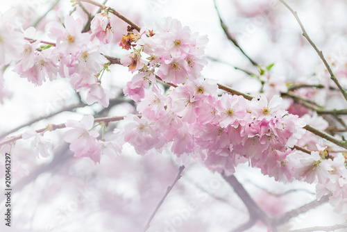 Close up of Pink Blossom Cherry Tree Branch, Sakura Flowers