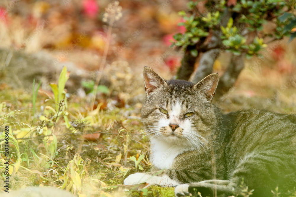 老いた猫