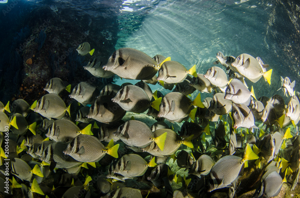 Obraz premium (Prionurus punctatus) Yellowtail Surgeonfish. reefs of the Sea of Cortez, Pacific ocean. Cabo Pulmo, Baja California Sur, Mexico.
