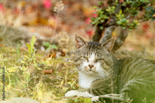 老いた猫