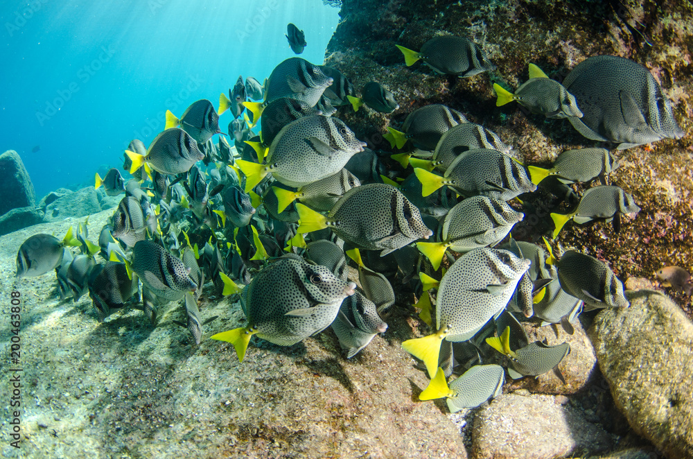 Fototapeta premium (Prionurus punctatus) Yellowtail Surgeonfish. reefs of the Sea of Cortez, Pacific ocean. Cabo Pulmo, Baja California Sur, Mexico.