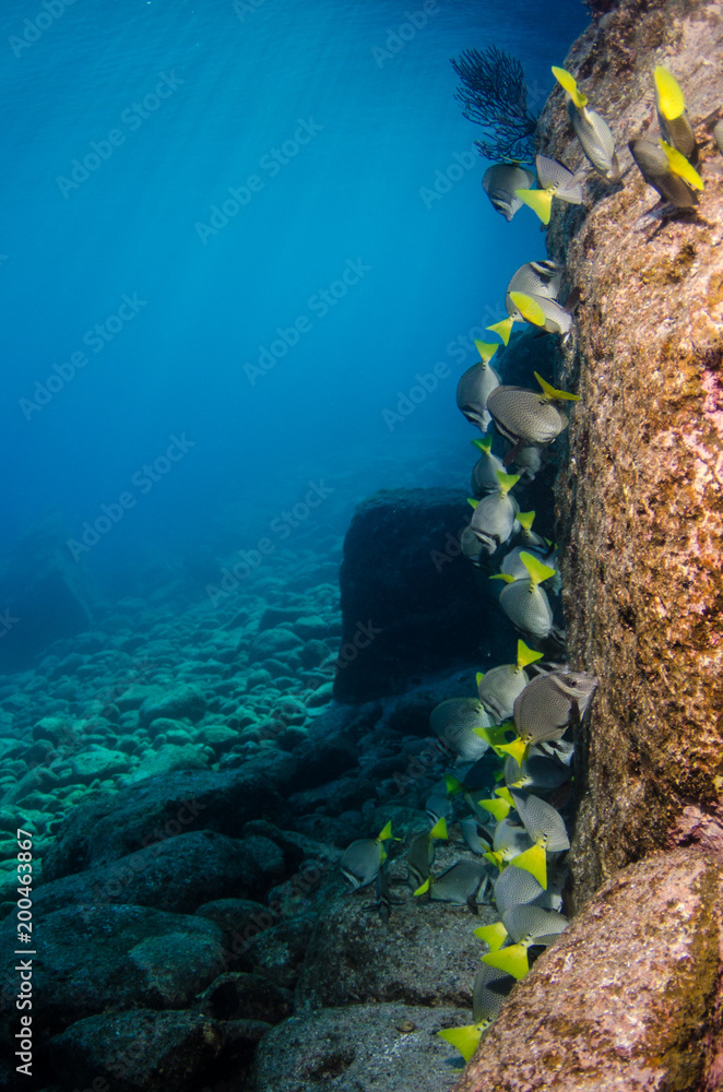 Obraz premium (Prionurus punctatus) Yellowtail Surgeonfish. reefs of the Sea of Cortez, Pacific ocean. Cabo Pulmo, Baja California Sur, Mexico.