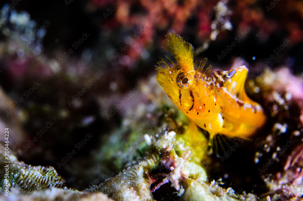 Obraz premium Blennys from the sea of cortez, mexico.