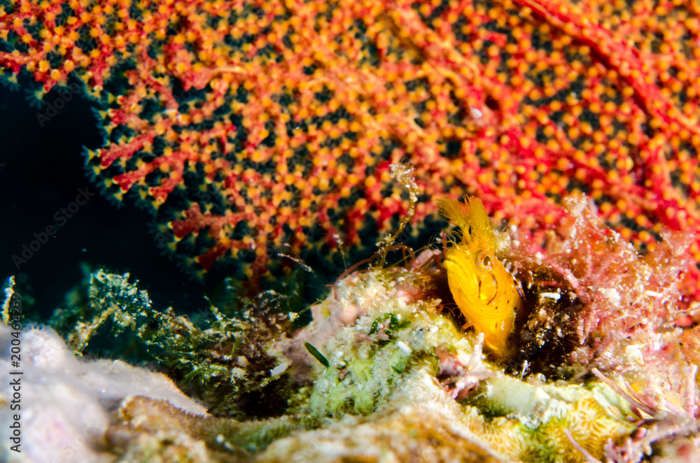 Obraz premium Blennys from the sea of cortez, mexico.