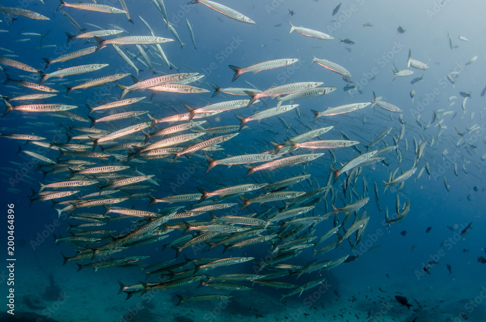 Fototapeta premium School of silver fish, Mexican Barracuda (Sphyraena ensis), coral reefs of Sea of Cortez, Pacific ocean. Cabo Pulmo National Park, Baja California Sur, Mexico. Cousteau named it The world's aquarium.