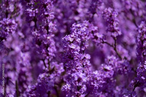 可憐できれいな紫色の花