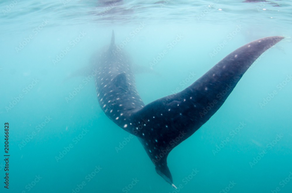Fototapeta premium Whale Shark (rhincodon typus), the biggest fish in the ocean, a huge gentle plankton filterer giant, swimming near the surface. La Paz Baja California sur, Mexico.