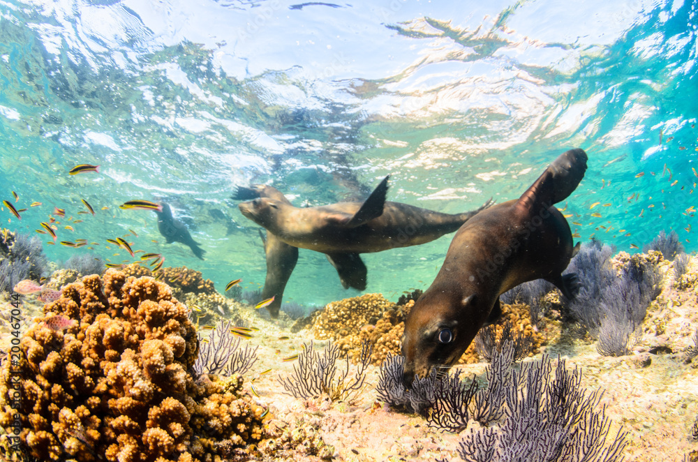 Fototapeta Californian sea lion (Zalophus californianus) swimming and playing in the reefs of los islotes in Espiritu Santo island at La paz,The world's aquarium. Baja California Sur,Mexico.