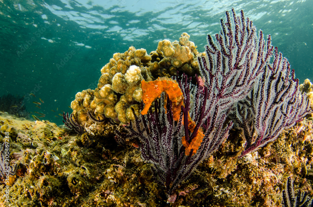 Obraz premium Pacific Sea Horse in the reefs of the sea of cortez in Baja California Sur, Mexico.