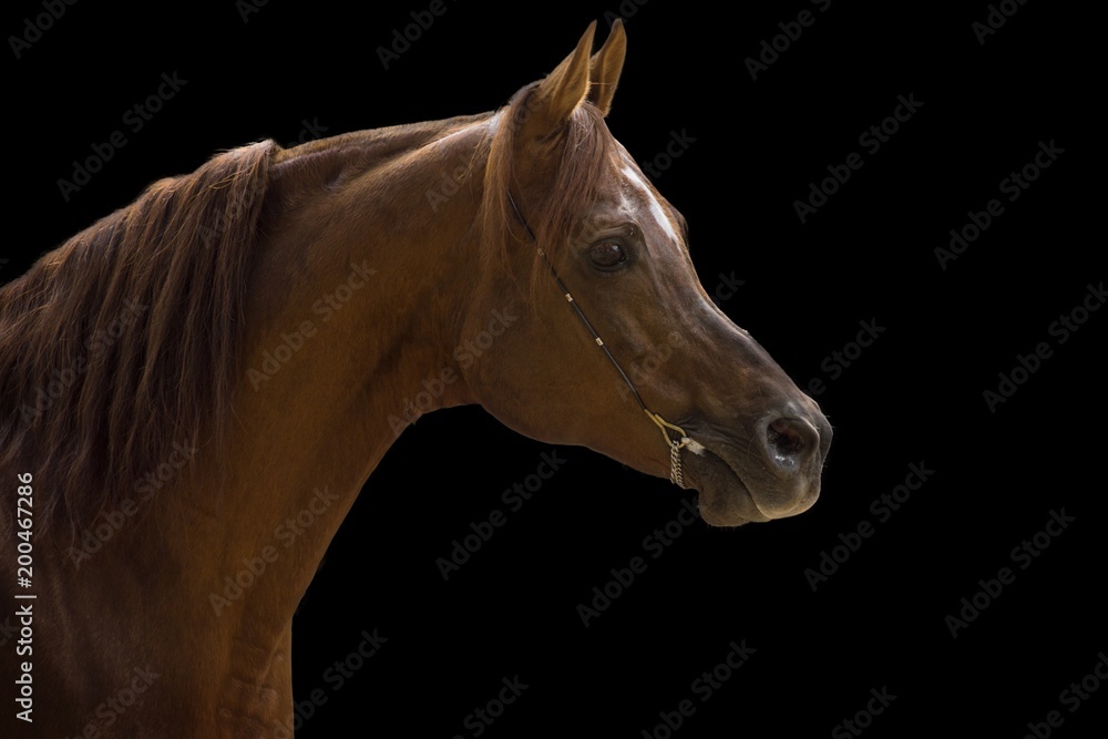 Obraz premium Ogier koni arabskich