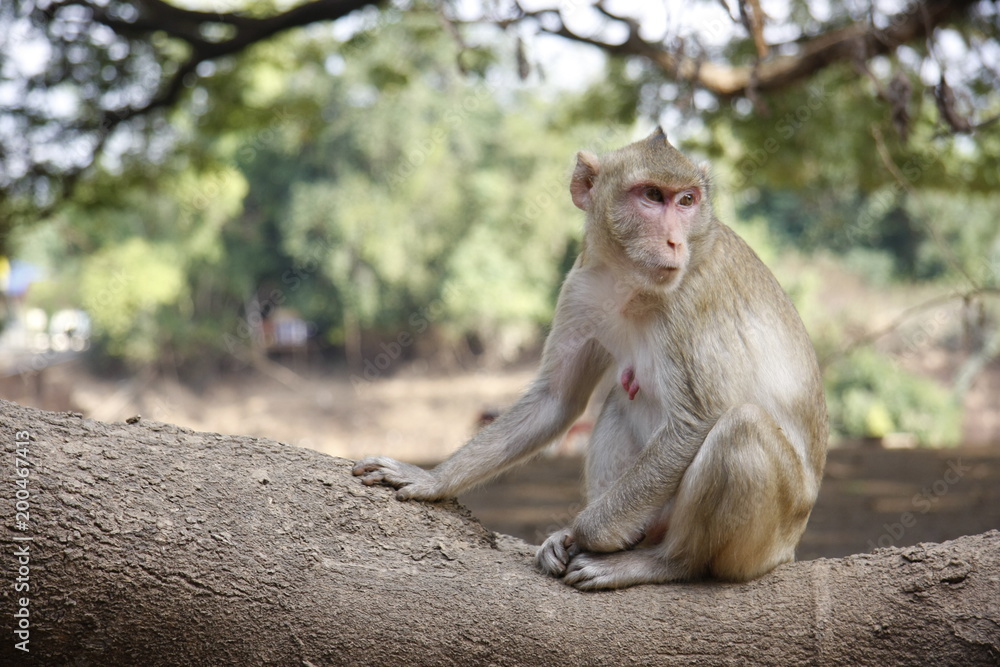 a monkey in thailand