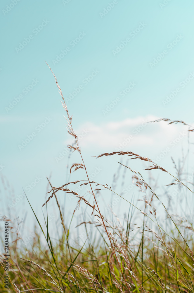 Obraz premium Tall Wild Grasses under Aqua Blue Sky in Summer