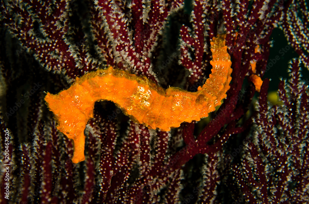 Fototapeta premium Pacific Sea Horse in the reefs of the sea of cortez in Baja California Sur, Mexico.