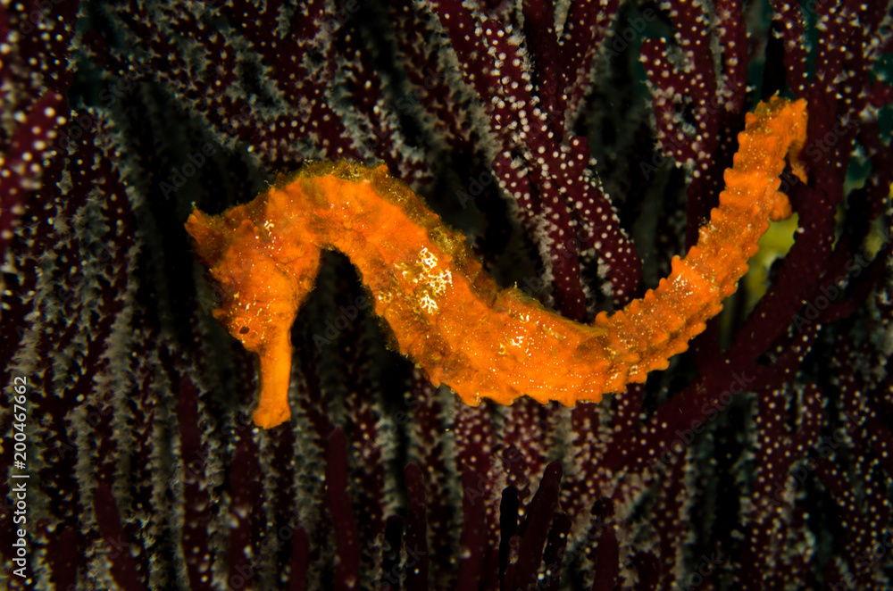 Obraz premium Pacific Sea Horse in the reefs of the sea of cortez in Baja California Sur, Mexico.