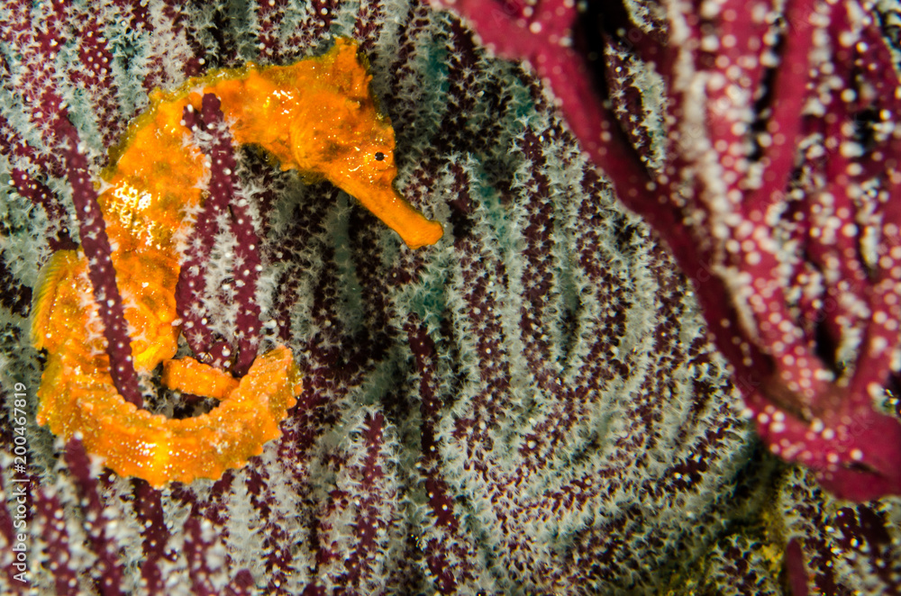 Obraz premium Pacific Sea Horse in the reefs of the sea of cortez in Baja California Sur, Mexico.