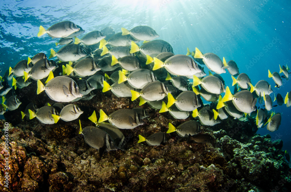 Obraz premium (Prionurus punctatus) Yellowtail Surgeonfish. reefs of the Sea of Cortez, Pacific ocean. Cabo Pulmo, Baja California Sur, Mexico.
