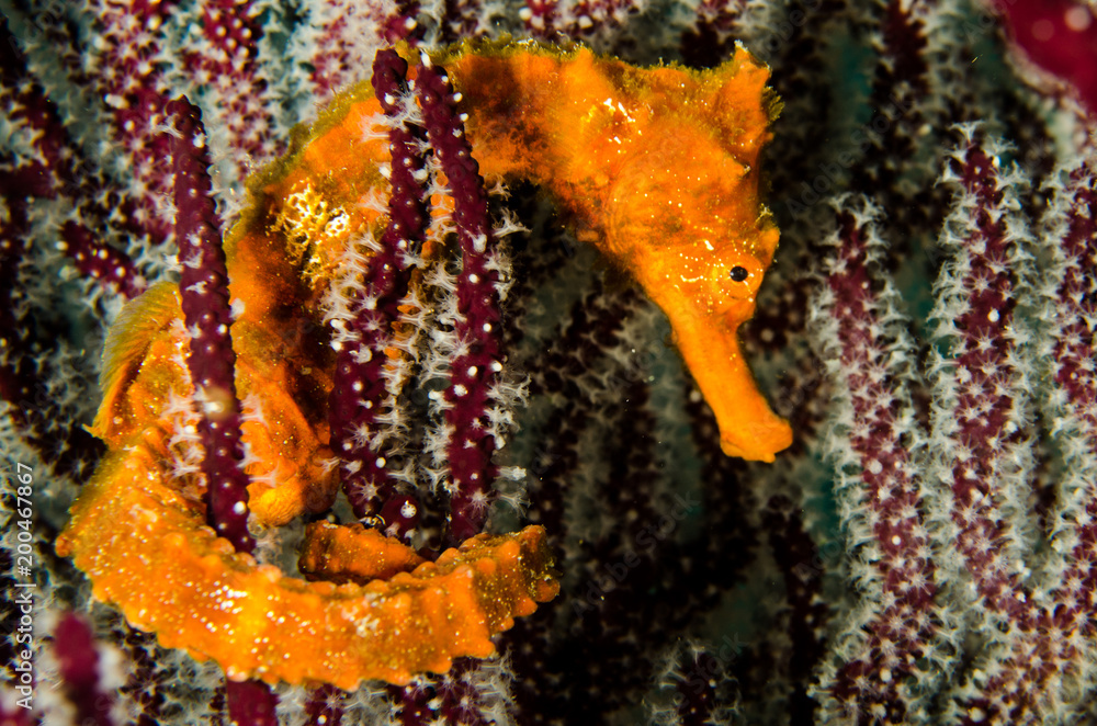 Obraz premium Pacific Sea Horse in the reefs of the sea of cortez in Baja California Sur, Mexico.