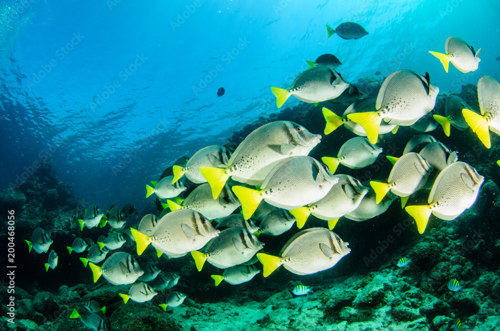 Obraz premium (Prionurus punctatus) Yellowtail Surgeonfish. reefs of the Sea of Cortez, Pacific ocean. Cabo Pulmo, Baja California Sur, Mexico.