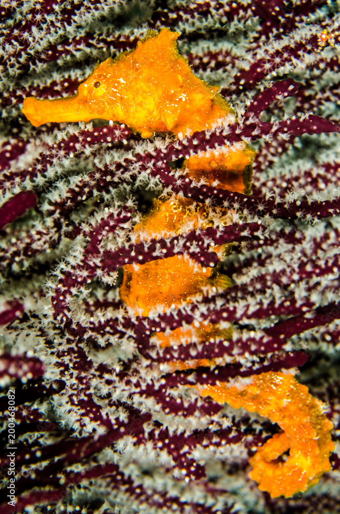 Fototapeta premium Pacific Sea Horse in the reefs of the sea of cortez in Baja California Sur, Mexico.