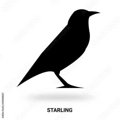 Bilde på lerret starling silhouette isolated on white background