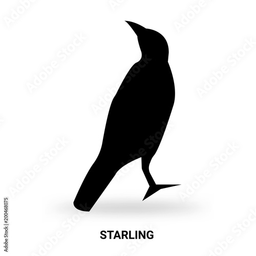 starling silhouette isolated on white background