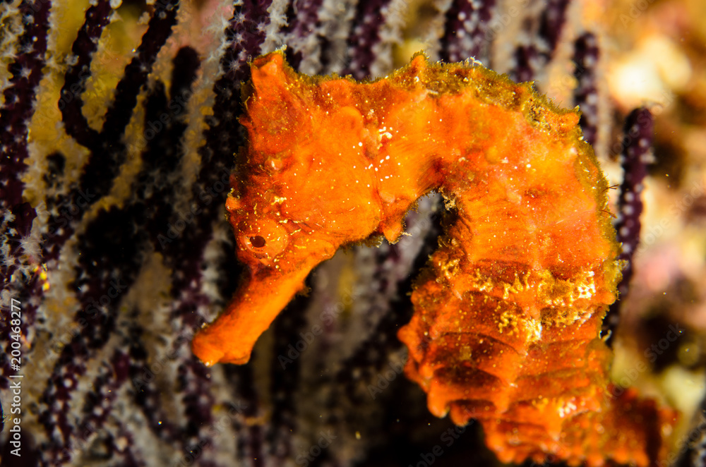 Fototapeta premium Pacific Sea Horse in the reefs of the sea of cortez in Baja California Sur, Mexico.