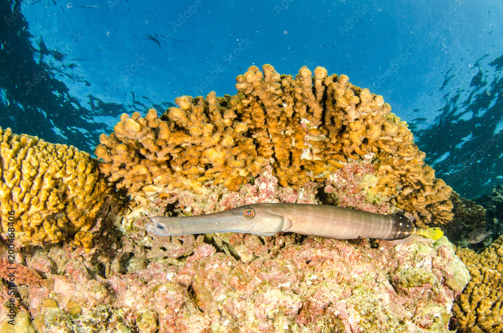 Obraz premium Reef trumpetfish. reefs of the Sea of Cortez, Pacific ocean. Cabo Pulmo, Baja California Sur, Mexico.