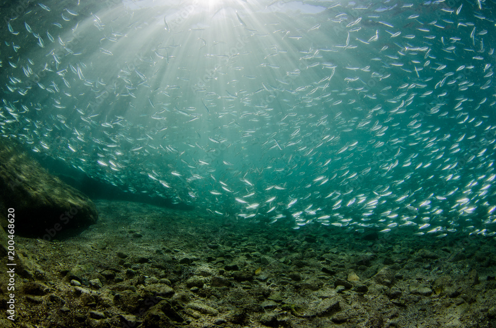 Fototapeta premium Sardine bait ball off the mexican coast.