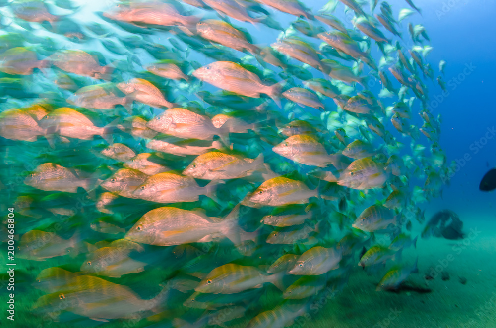 Obraz premium Graybar grunt (Haemulon sexfasciatus), forming a school in a shipwreck, reefs of Sea of Cortez, Pacific ocean. Cabo Pulmo, Baja California Sur, Mexico.