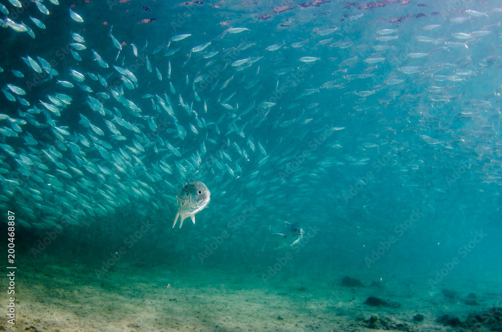 Obraz premium Sardine bait ball off the mexican coast.