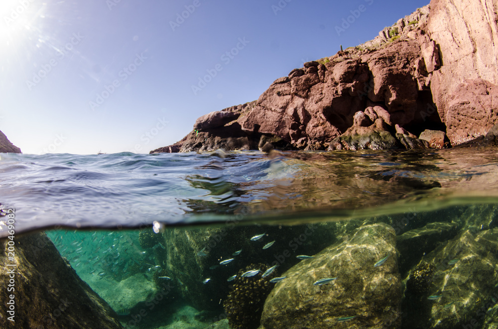 Obraz premium Coral reef scenics of the Sea of Cortez, Baja California Sur, Mexico. 