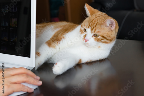 パソコンの陰からじゃれる茶白ネコ © あんみつ姫