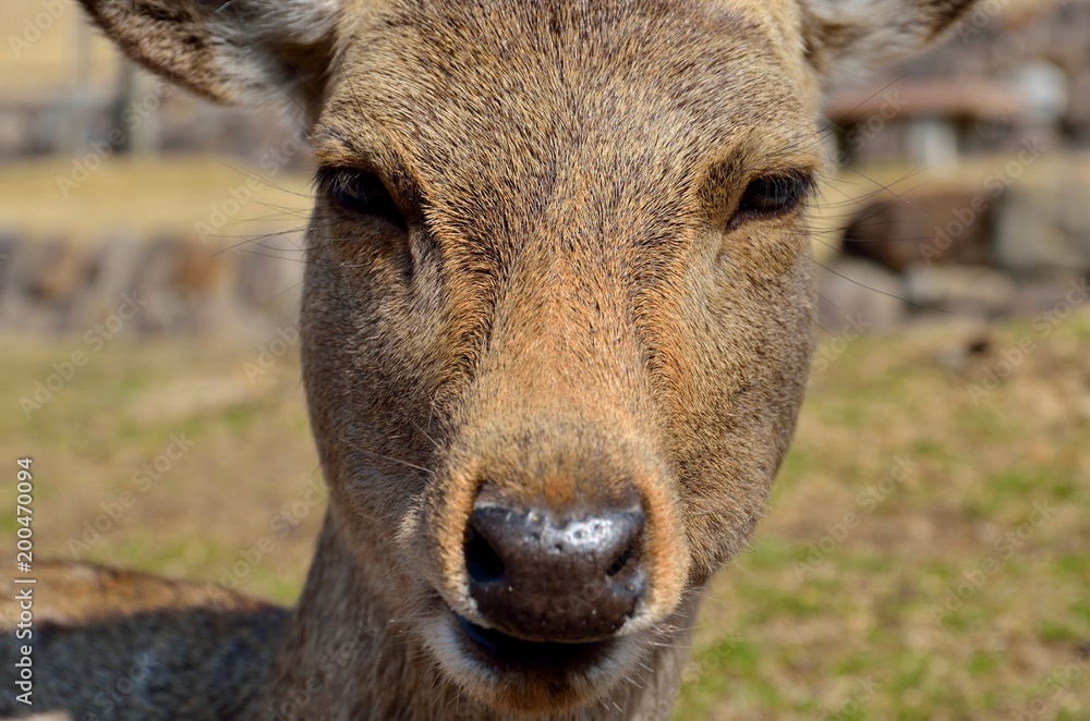 奈良公園の鹿 奈良公園の鹿