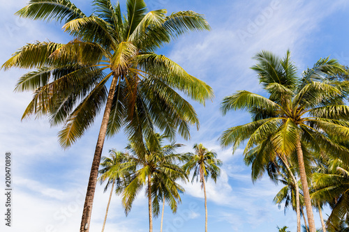 Coconut tree with a background of sky and clouds in the summer.