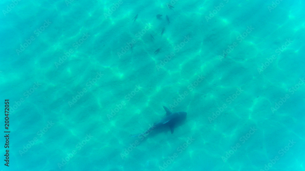 Obraz premium Bull shark in coast, aerial shot