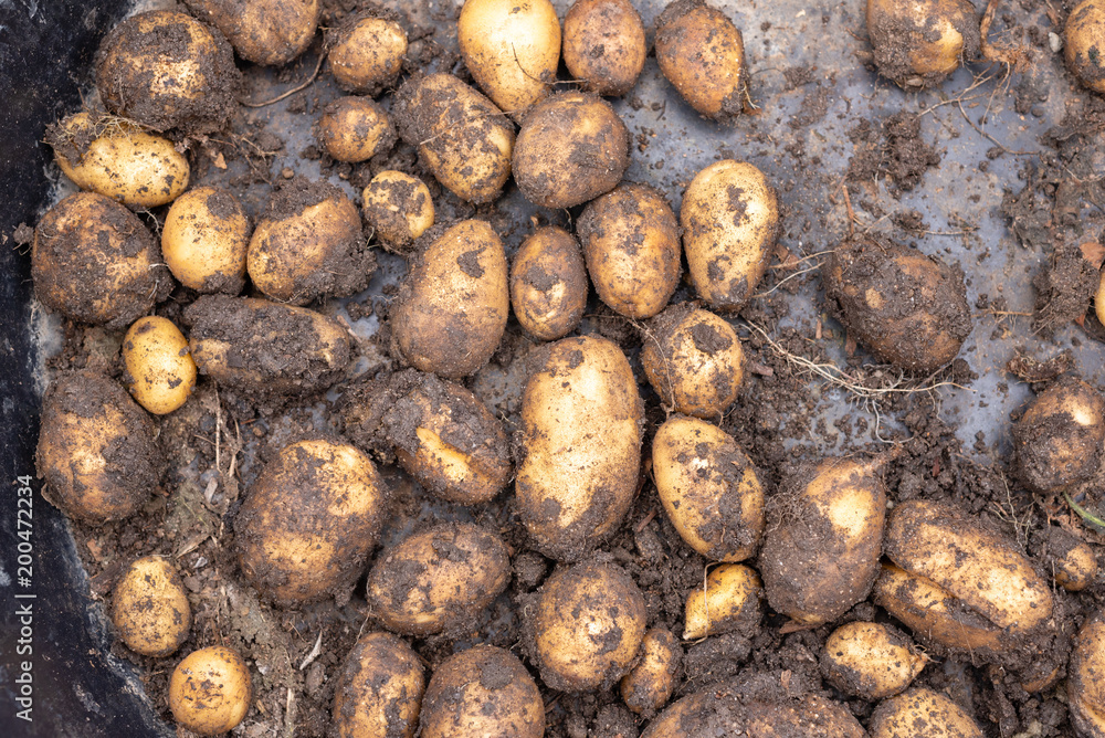 Directly above view of freshly dug potatoes in bucket Directly above view of freshly dug potatoes in bucket