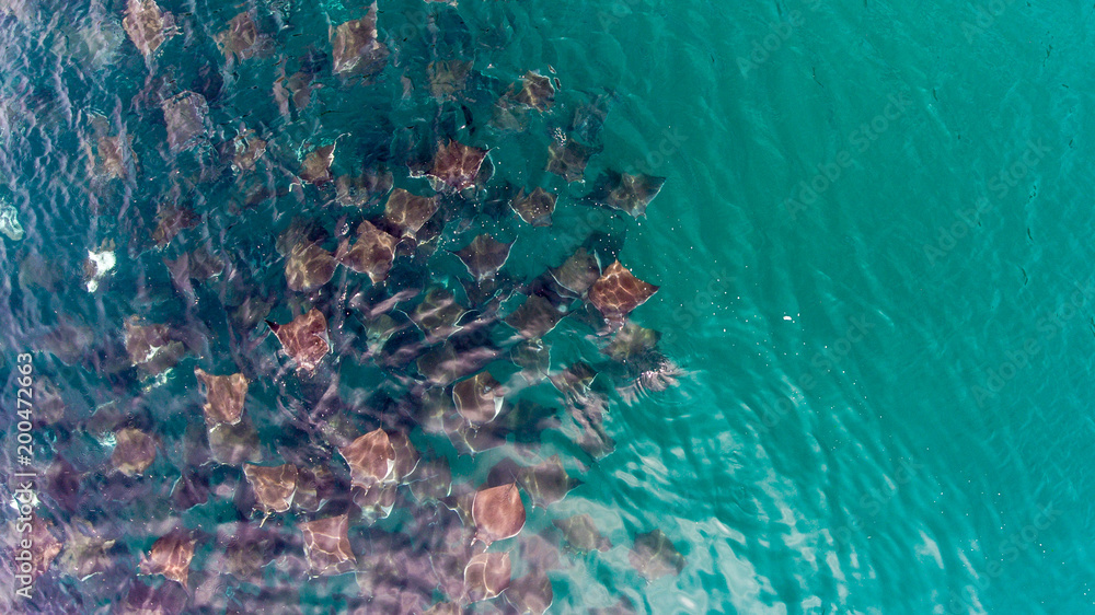 Obraz premium mobula rays, sea of cortez, mexico