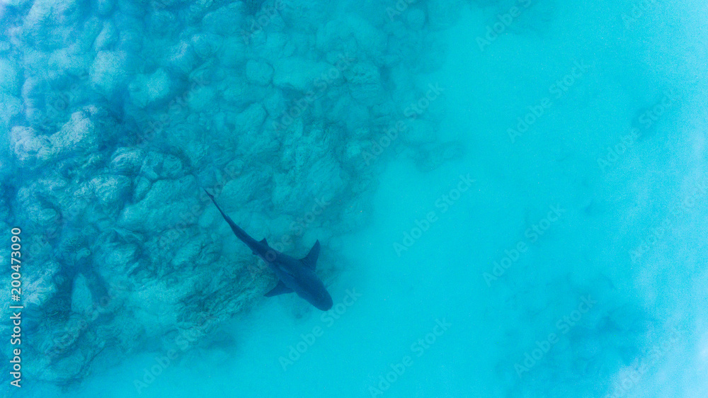 Naklejka premium Aerial shots of a bull shark, cabo pulmo national park, Mexico