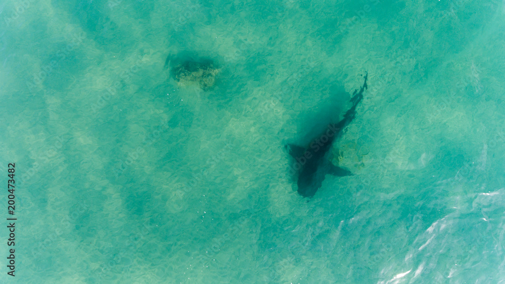 Obraz premium Aerial shots of a bull shark, cabo pulmo national park, Mexico