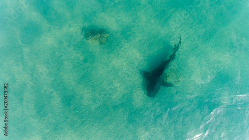 Aerial shots of a bull shark, cabo pulmo national park, Mexico