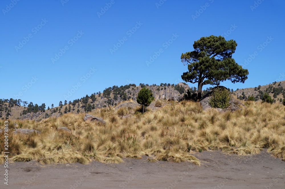 Grass and rocks of Izta-Popo Zoquiapan National Park, Mexico