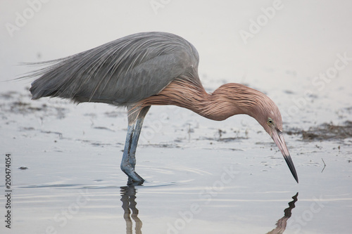 Reddish egret on a cloudy day wading in the lagoon searching for a meal
