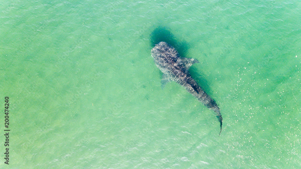 Obraz premium Whale Shark (rhincodon typus), the biggest fish in the ocean, a huge gentle plankton filterer giant, swimming near the surface. La Paz Baja California sur, Mexico.