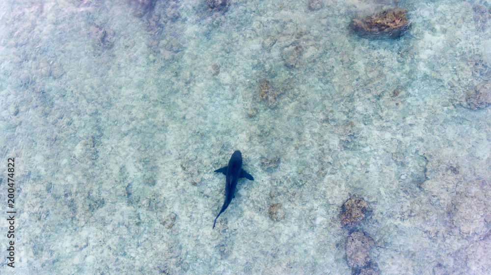Fototapeta premium Aerial shots of a bull shark, cabo pulmo national park, Mexico